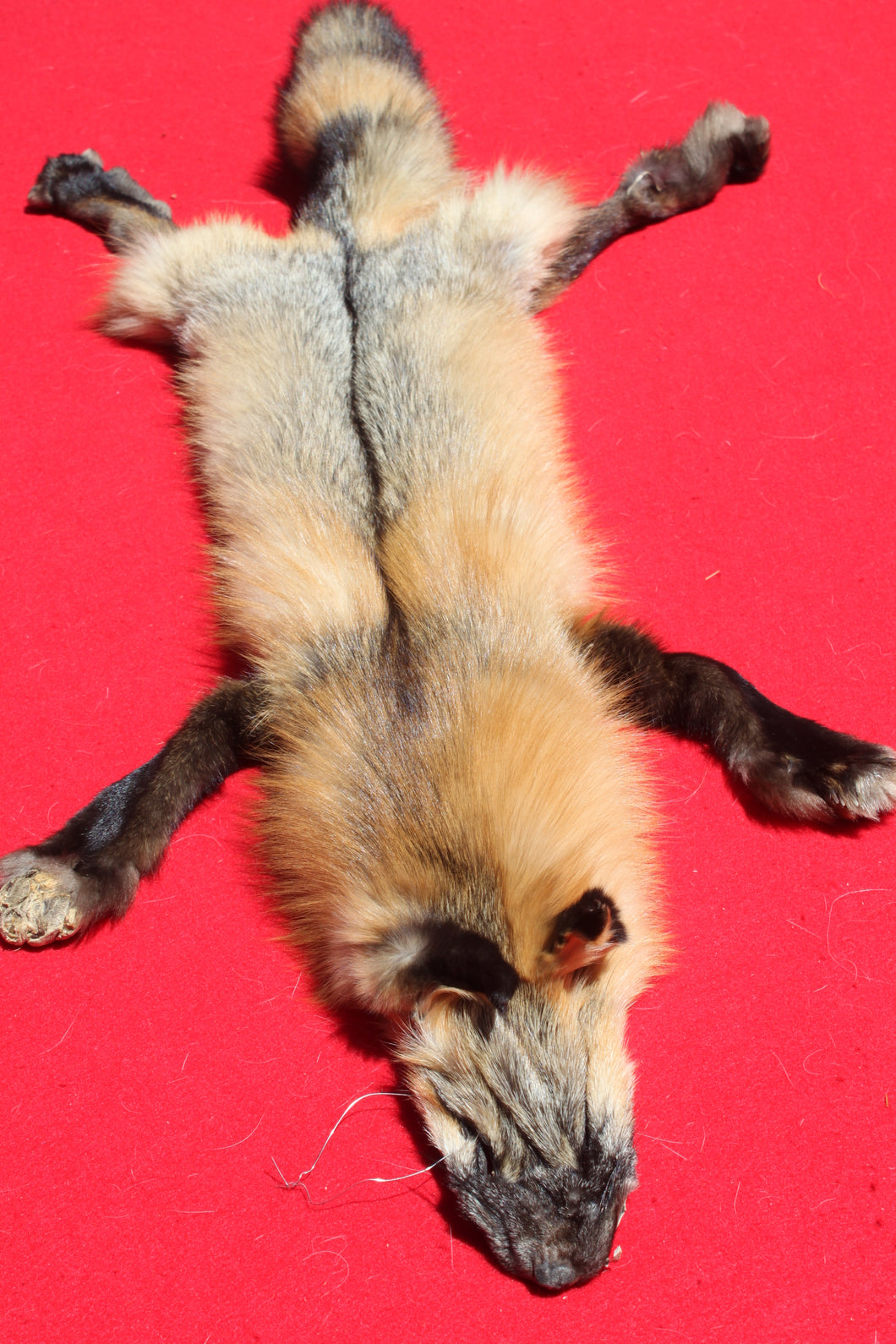 North Idaho Cross Fox - HAS FEET AND CLAWS - CFX1001