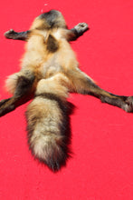 Load image into Gallery viewer, North Idaho Cross Fox - HAS FEET AND CLAWS - CFX1001
