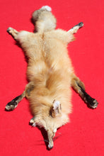 Load image into Gallery viewer, North Idaho Red Fox - Taxidermy Quality - RFX1001
