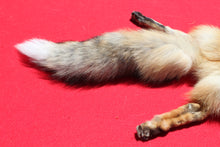 Load image into Gallery viewer, North Idaho Red Fox - Taxidermy Quality - RFX1001
