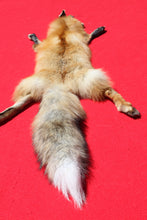 Load image into Gallery viewer, North Idaho Red Fox - Taxidermy Quality - RFX1001
