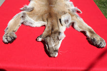 Load image into Gallery viewer, Nevada Tom Mountain Lion - Cougar - Taxidermy Quality - MTL1001
