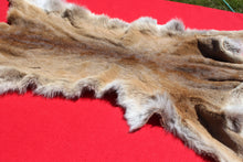 Load image into Gallery viewer, Nevada Tom Mountain Lion - Cougar - Taxidermy Quality - MTL1001
