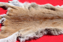 Load image into Gallery viewer, North Idaho Tom Mountain Lion - Taxidermy Quality - MTL1006
