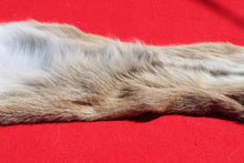 Load image into Gallery viewer, North Idaho Female Mountain Lion - Taxidermy Quality - MTL1004
