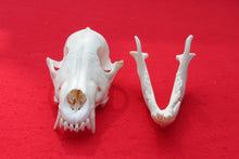 Load image into Gallery viewer, Large Wolf Skull - 2021-20
