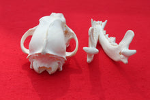 Load image into Gallery viewer, Large Wolf Skull - 2021-20
