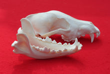 Load image into Gallery viewer, Large Wolf Skull - 2021-20
