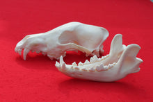 Load image into Gallery viewer, Large Wolf Skull - 2021-20
