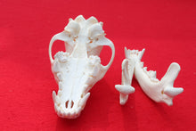 Load image into Gallery viewer, Large Wolf Skull - 2021-20
