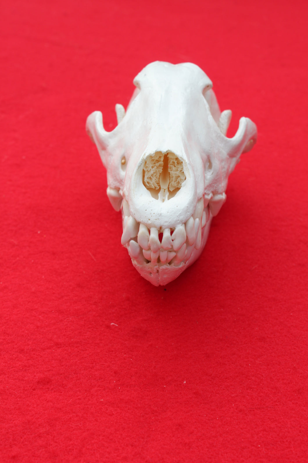 XL Wolf Skull - 2021-07