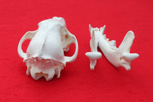 Load image into Gallery viewer, XL Wolf Skull - 2021-07
