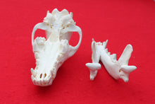 Load image into Gallery viewer, XL Wolf Skull - 2021-07
