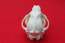 Load image into Gallery viewer, Large Wolf Skull - 2021-04
