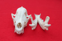 Load image into Gallery viewer, Large Wolf Skull - 2021-04
