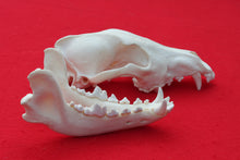 Load image into Gallery viewer, Large Wolf Skull - 2021-04
