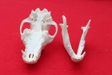 Load image into Gallery viewer, Large Wolf Skull - 2021-04
