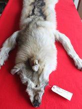 Load image into Gallery viewer, Huge Canadian Arctic Wolf - Taxidermy Quality - WLF1037
