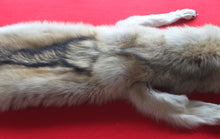 Load image into Gallery viewer, Huge Canadian Arctic Wolf - Taxidermy Quality - WLF1037
