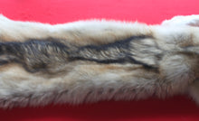 Load image into Gallery viewer, Huge Canadian Arctic Wolf - Taxidermy Quality - WLF1037
