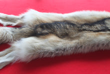 Load image into Gallery viewer, Huge Canadian Arctic Wolf - Taxidermy Quality - WLF1037
