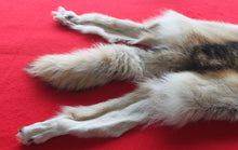 Load image into Gallery viewer, Huge Canadian Arctic Wolf - Taxidermy Quality - WLF1037
