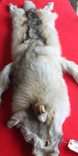 Load image into Gallery viewer, Huge Canadian Arctic Wolf - Taxidermy Quality - WLF1037
