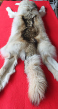 Load image into Gallery viewer, Huge Canadian Arctic Wolf - Taxidermy Quality - WLF1037

