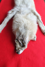 Load image into Gallery viewer, Huge Canadian Arctic Wolf - Taxidermy Quality - WLF1037
