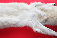 Load image into Gallery viewer, Huge Canadian Arctic Wolf - Taxidermy Quality - WLF1037
