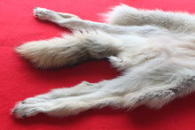 Load image into Gallery viewer, Huge Canadian Arctic Wolf - Taxidermy Quality - WLF1037
