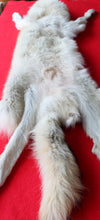 Load image into Gallery viewer, Huge Canadian Arctic Wolf - Taxidermy Quality - WLF1037
