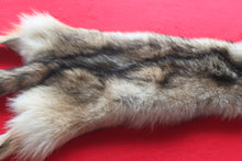 Load image into Gallery viewer, Eastern Canada COYWOLF - Taxidermy Quality - WLF1036
