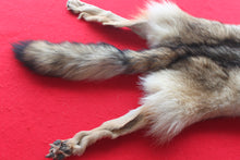 Load image into Gallery viewer, Eastern Canada COYWOLF - Taxidermy Quality - WLF1036
