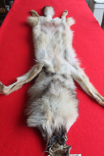 Load image into Gallery viewer, Eastern Canada COYWOLF - Taxidermy Quality - WLF1036
