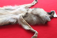 Load image into Gallery viewer, Eastern Canada COYWOLF - Taxidermy Quality - WLF1036
