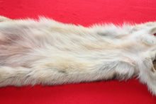 Load image into Gallery viewer, Eastern Canada COYWOLF - Taxidermy Quality - WLF1036
