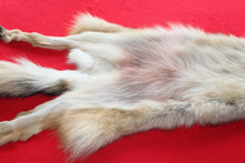 Load image into Gallery viewer, Eastern Canada COYWOLF - Taxidermy Quality - WLF1036
