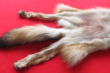 Load image into Gallery viewer, Eastern Canada COYWOLF - Taxidermy Quality - WLF1036
