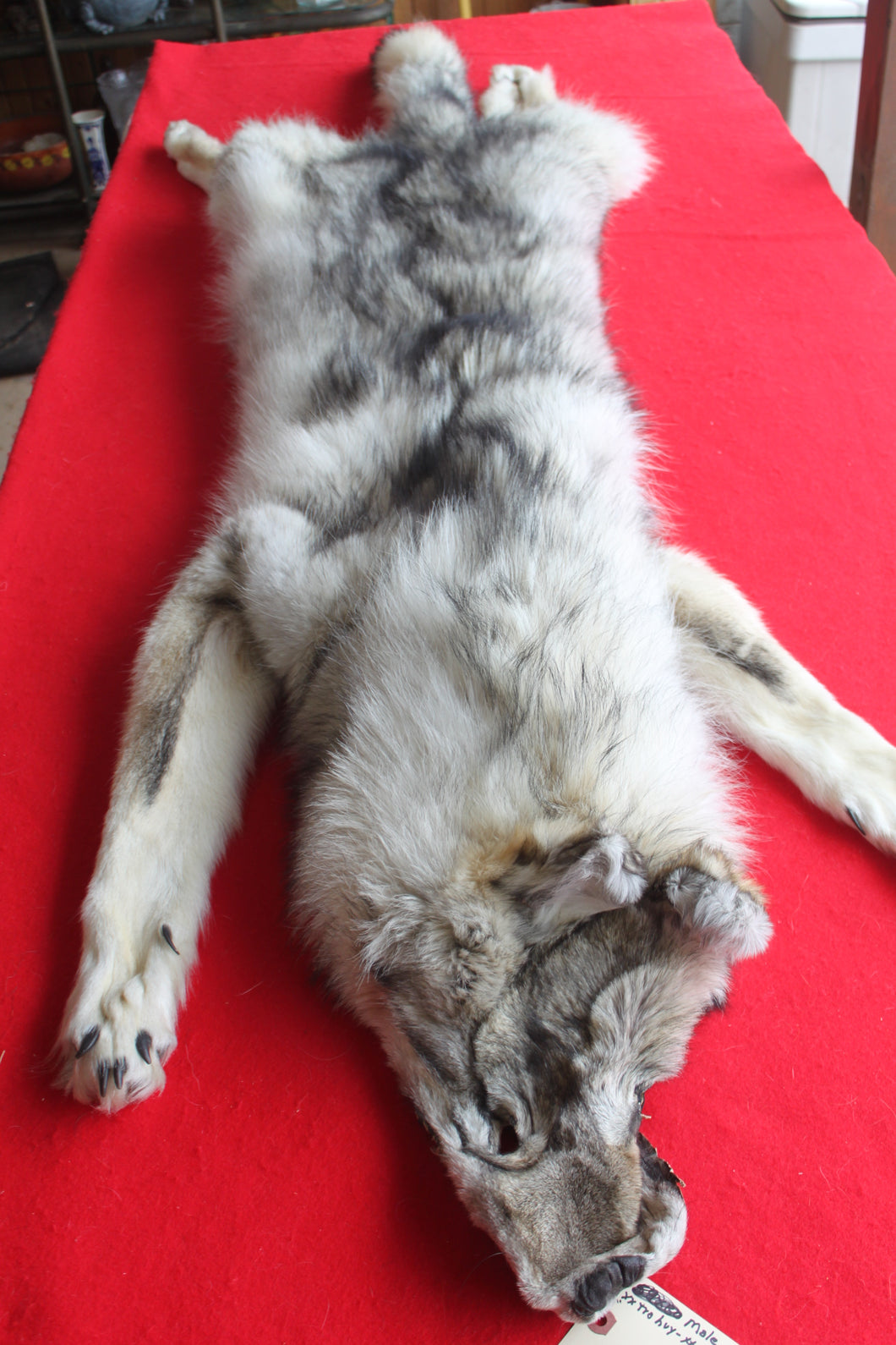 Canadian Arctic Wolf - Taxidermy Quality - WLF1038