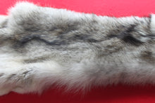 Load image into Gallery viewer, Canadian Arctic Wolf - Taxidermy Quality - WLF1038

