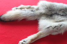 Load image into Gallery viewer, Canadian Arctic Wolf - Taxidermy Quality - WLF1038
