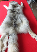 Load image into Gallery viewer, Canadian Arctic Wolf - Taxidermy Quality - WLF1038
