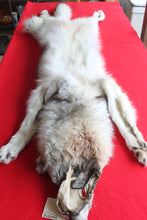 Load image into Gallery viewer, Canadian Arctic Wolf - Taxidermy Quality - WLF1038
