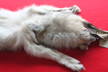 Load image into Gallery viewer, Canadian Arctic Wolf - Taxidermy Quality - WLF1038
