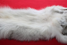 Load image into Gallery viewer, Canadian Arctic Wolf - Taxidermy Quality - WLF1038
