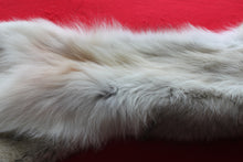 Load image into Gallery viewer, Canadian Arctic Wolf - Taxidermy Quality - WLF1038
