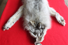 Load image into Gallery viewer, Canadian Arctic Wolf - Taxidermy Quality - WLF1039
