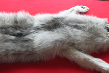 Load image into Gallery viewer, Canadian Arctic Wolf - Taxidermy Quality - WLF1039
