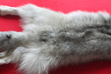 Load image into Gallery viewer, Canadian Arctic Wolf - Taxidermy Quality - WLF1039
